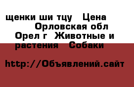 щенки ши тцу › Цена ­ 30 000 - Орловская обл., Орел г. Животные и растения » Собаки   